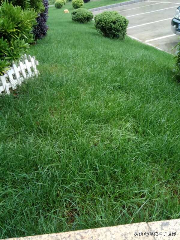 公园草坪种子品种选择,广场草坪草籽