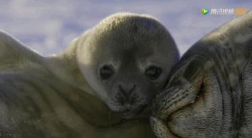 炸裂9.9,BBC再出神片,美得让人脸红