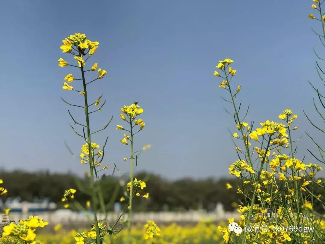 郑州春节周边景区免费景点大全,春节赏花的好去处
