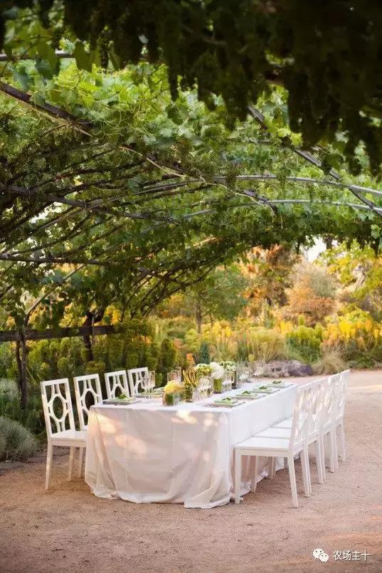 冬天院子里种什么,院子里种什么最好看