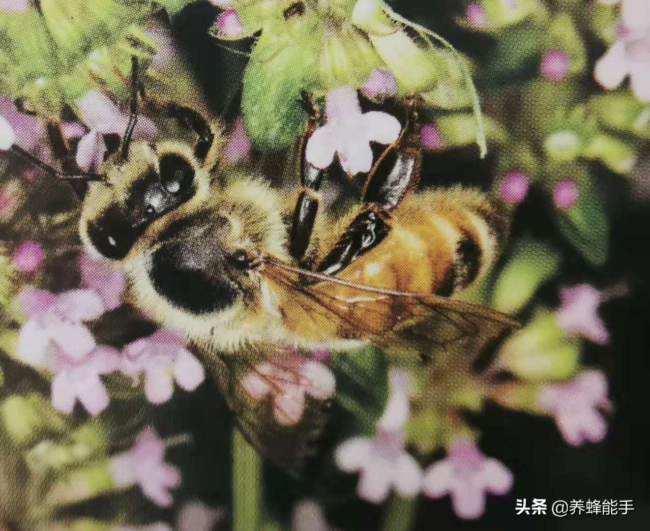 养蜂季节表,养蜂日志表填写