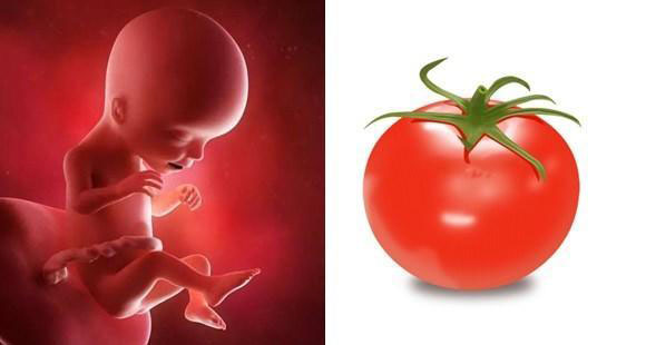 1-40周胎儿发育拍照片记录对比,一张图看懂胎儿发育