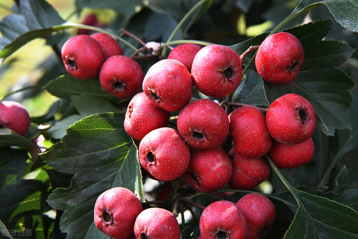 野人49.谁在乾坤山*窥偷**我？齐莽正感觉难受时山上滚下了石头