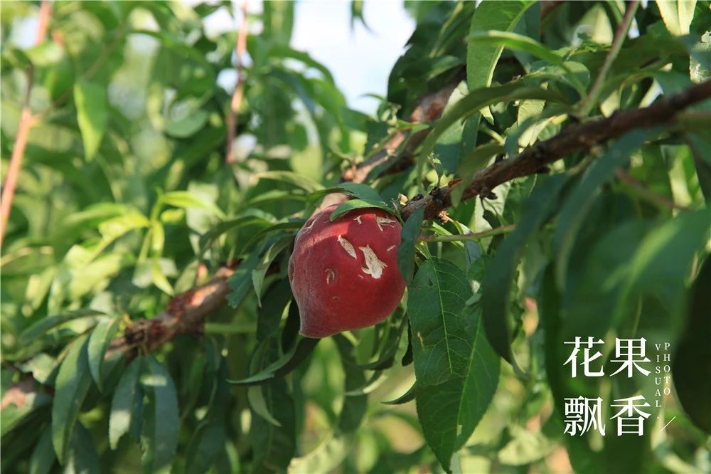 果园防雹网一亩地要多少钱,果园防雹网支架安装尺寸