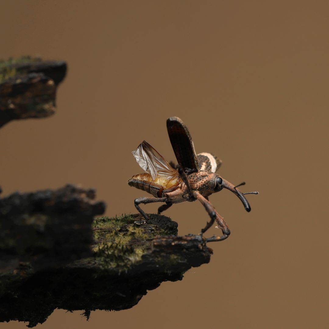 好看的鞘翅目昆虫图片,世界上最罕见的昆虫摄影