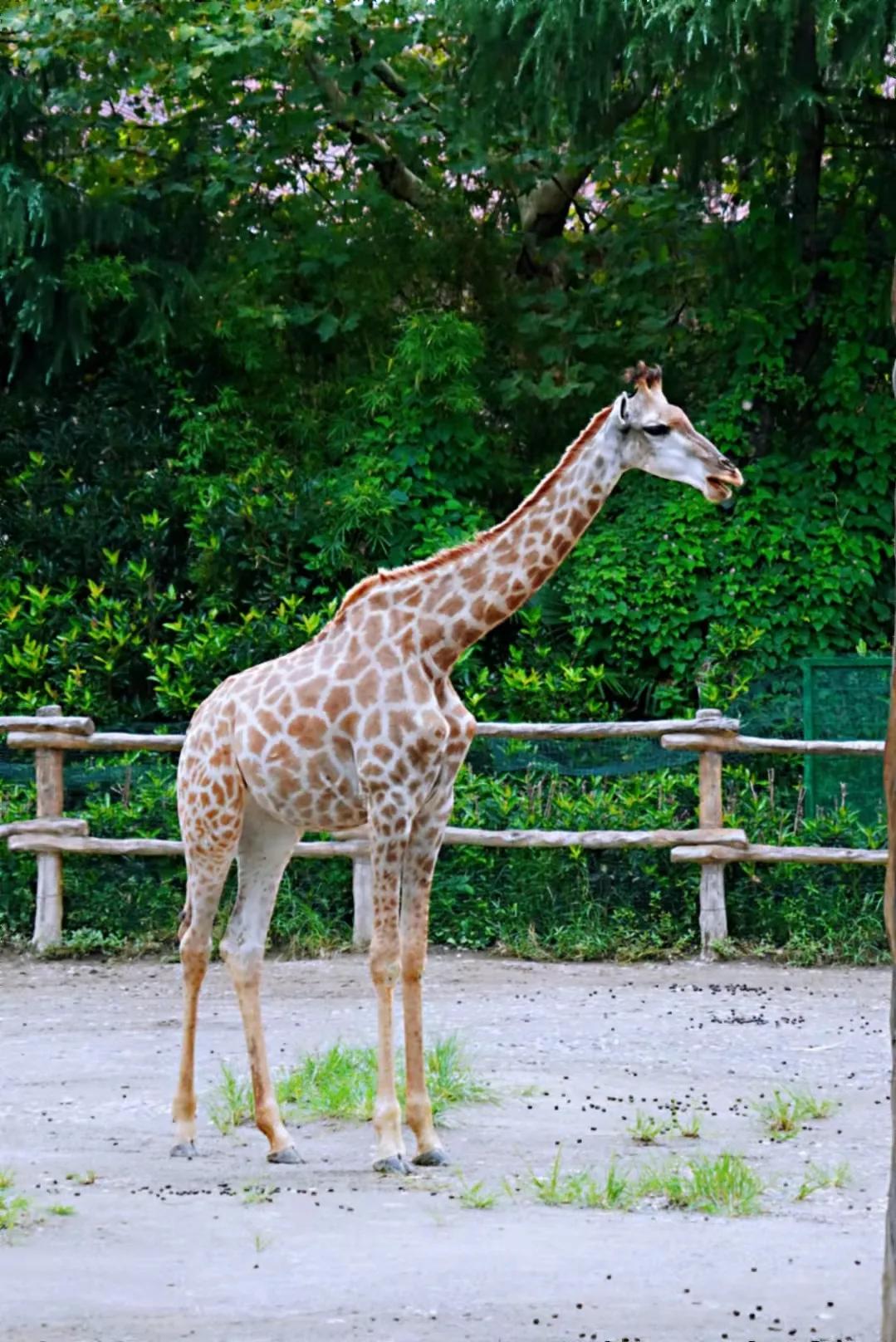 上海野生动物园真的值得去吗,上海野生动物园好玩吗值得去吗