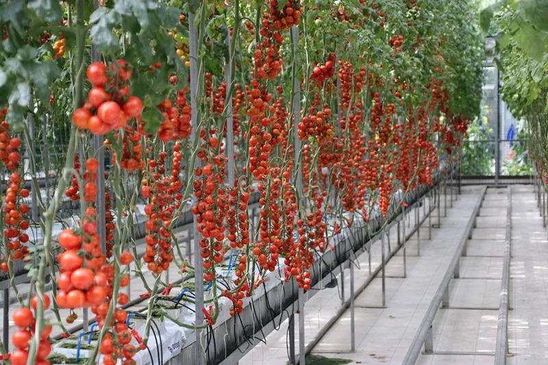 抢名额，19期中国无土栽培和土壤种植技术升级集成培训会