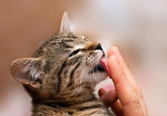 猫咪喜欢舔塑料是什么原因,洗完头猫咪喜欢舔主人头发