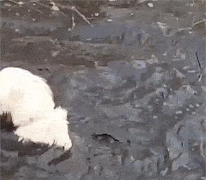 英国首相得新冠是真的吗,英国首相新冠反应