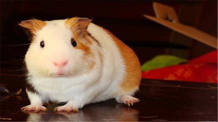仓鼠装死合集,仓鼠装死被主人弄死