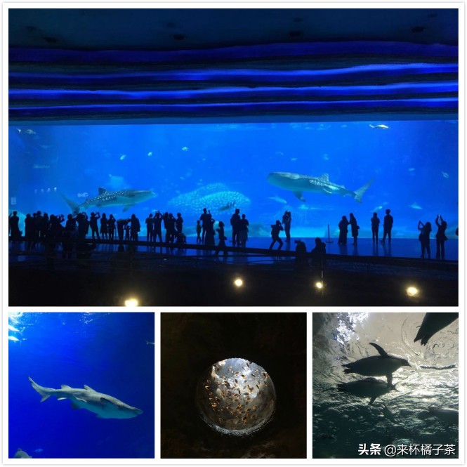 珠海长隆海洋王国花车烟花,珠海长隆海洋王国烟火表演攻略