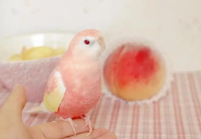 市面上罕见的鹦鹉叫什么,虎皮鹦鹉中国有野生的吗