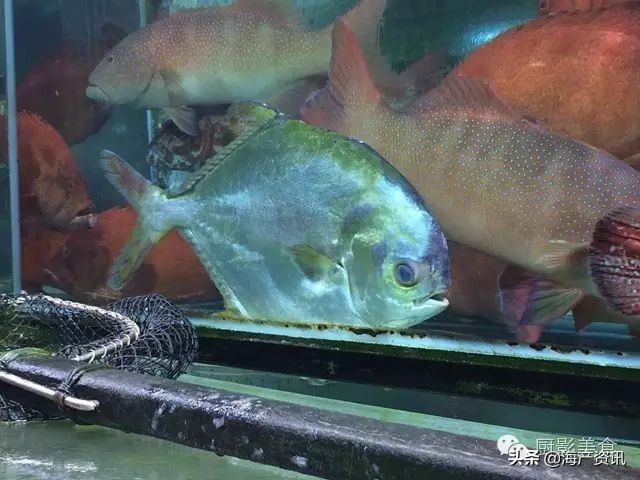 这些诱人的美食你吃过吗,世界上顶级海鲜大全你吃过几种