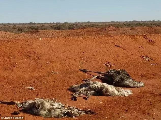 澳洲牛奶销量,澳洲woolworths和澳洲priceline