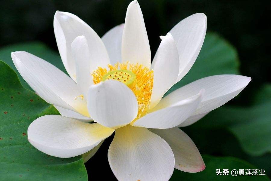 古今贤文劝学篇朗读,古今贤文增广贤文全文解读