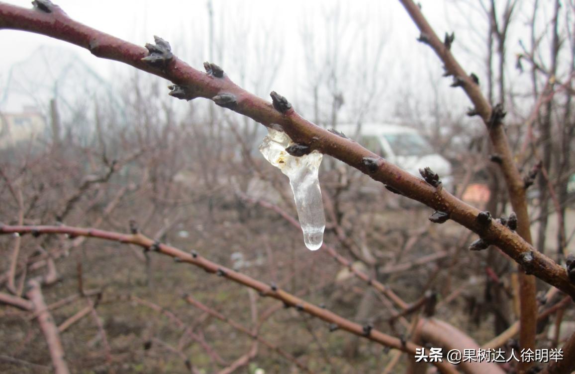 桃树流胶半死不活的打什么药,治桃树流胶最好的土办法