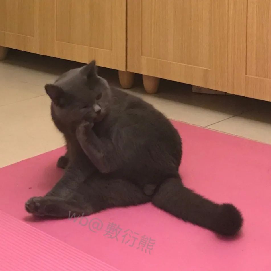 可怜的猫咪是怎么被整惨,这只猫被网友整成什么样了