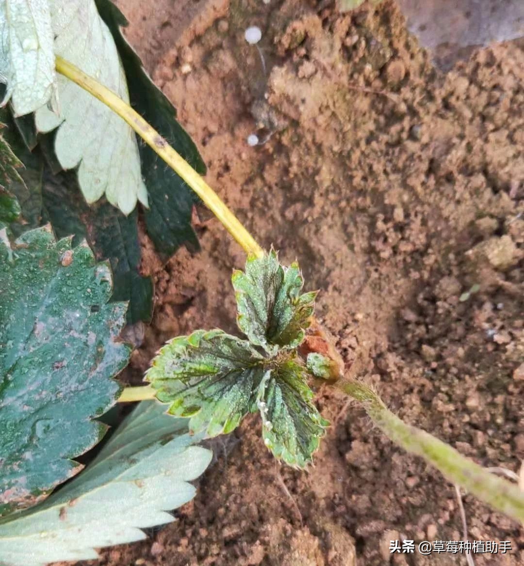 草莓被蓟马危害后怎么恢复生长,草莓防治蓟马最有效的方法