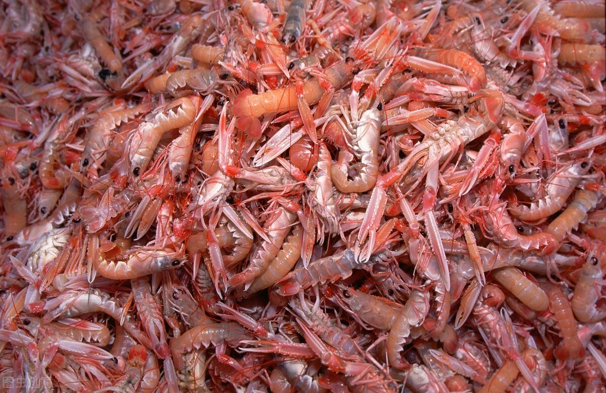 大枣和虾同吃会中毒吗,大枣和虾相克不