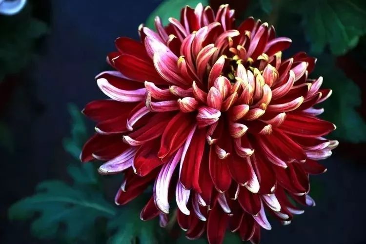 花中四君子菊花国画用笔,花中四君子菊花高清图片