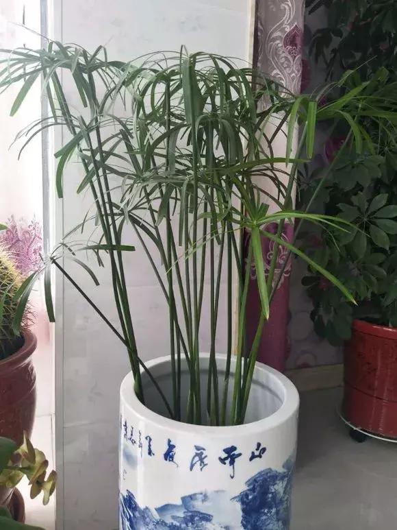 铜钱草与马蹄莲区别,马蹄金铜钱草怎么更旺盛