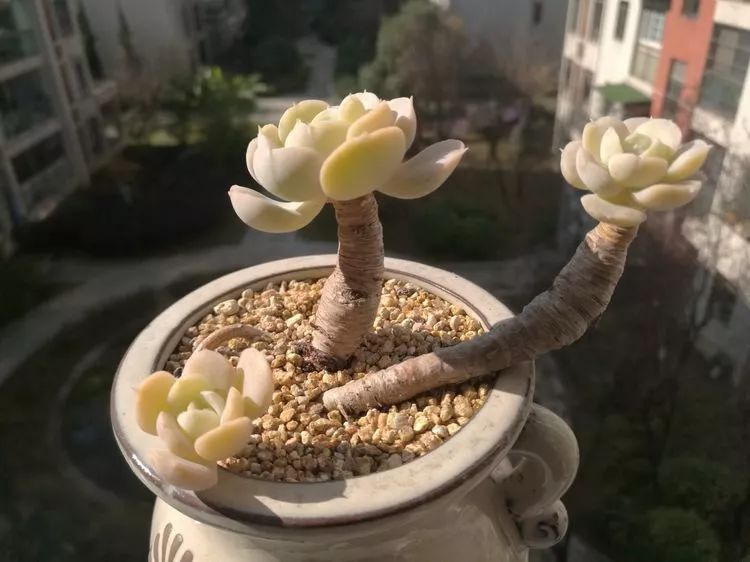 冬日暖阳邂逅最美的多肉,冬日暖阳和多肉暖了我的心