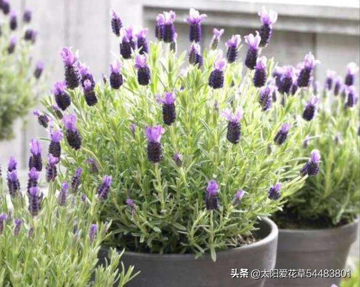 薰衣草盆栽怎么养殖,薰衣草盆栽的养殖方法和注意事项