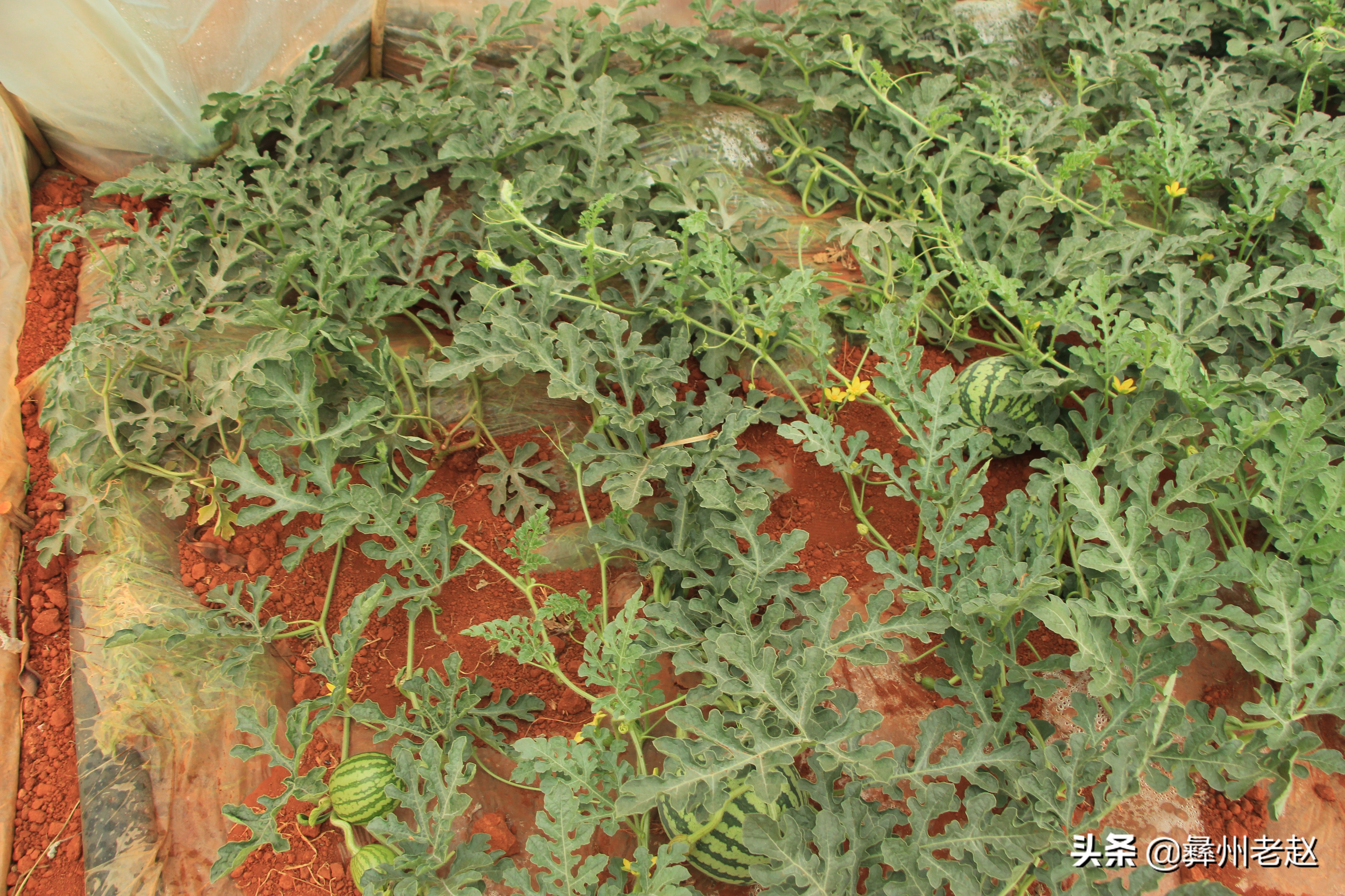 大棚西瓜不膨大怎么回事,大棚西瓜第一次膨瓜肥用什么