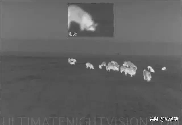打猎高手被打脸：误把家猪当成野猪打！夏季热像仪狩猎指南