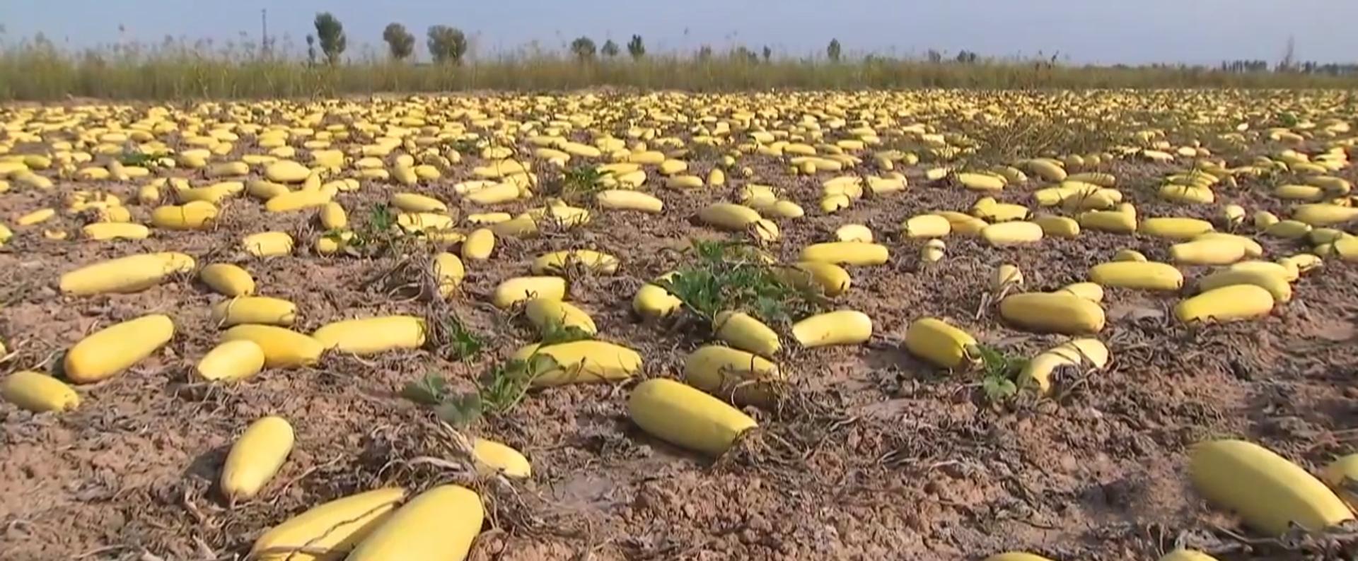 种植西葫芦挣一个亿,农民种植西葫芦亩收入