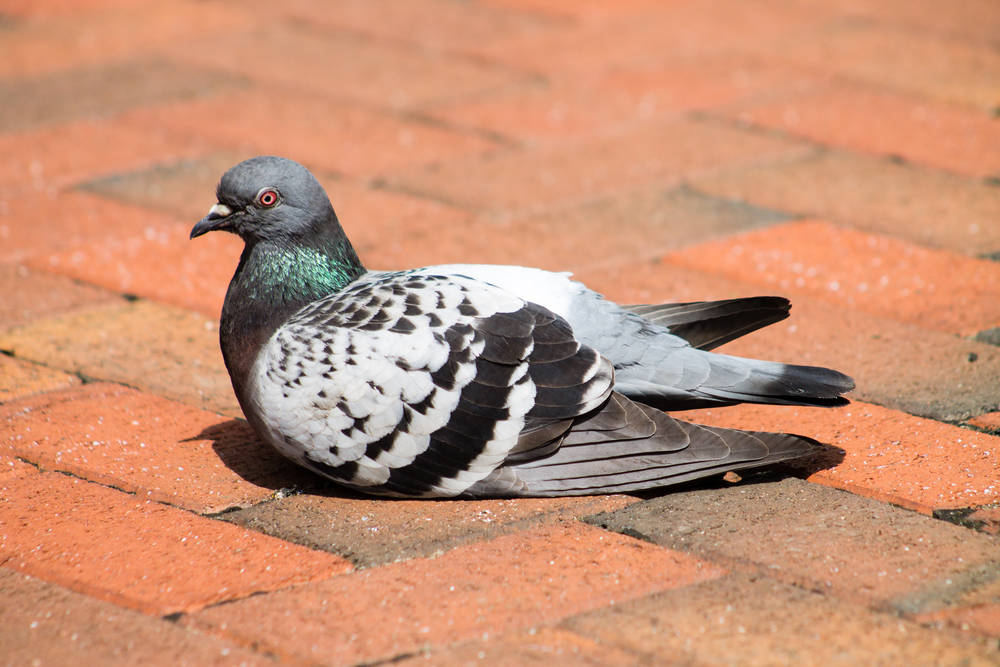 一双魔手把握冠军鸽的特质与才华？哈姆.沃迪维德