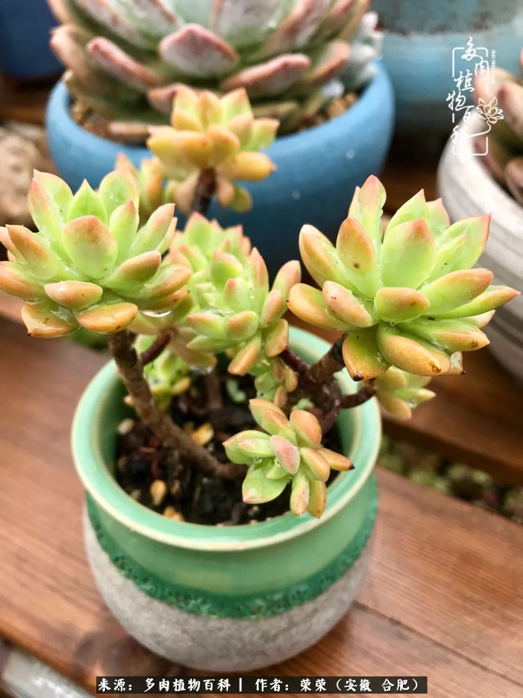 入秋后多肉是露养好还是室内养好,入夏后露养的多肉要搬进室内吗