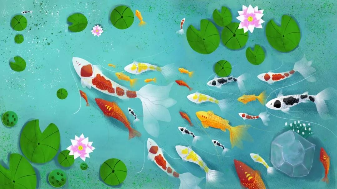 白写锦鲤鉴赏,精品红白锦鲤鉴赏