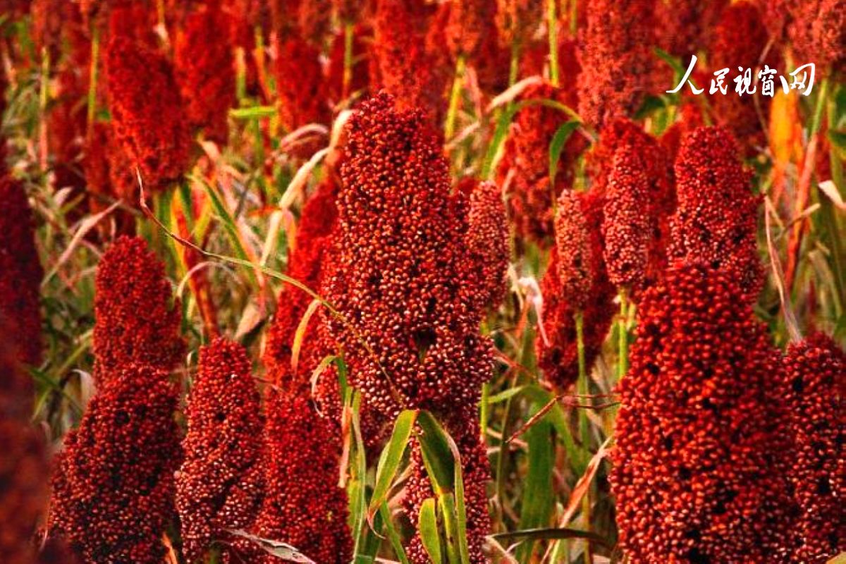 安康市恒口示范区百日大会战,安康市恒口示范区成立始末