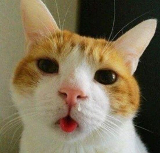 猫咪鼻子摸着干干的,猫咪鼻子湿润是正常的嘛