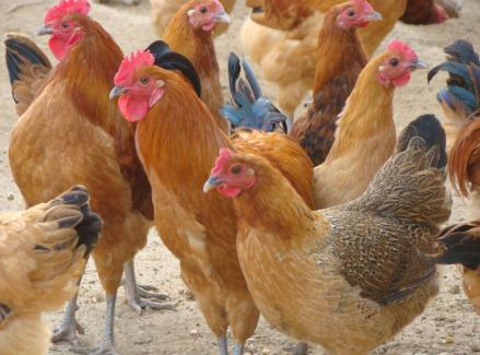 看肝脏判断鸡病，常见肝脏鸡病及防治措施