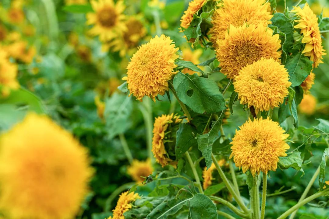 抓住春天的尾巴鸟语花香,抓住花海的尾巴