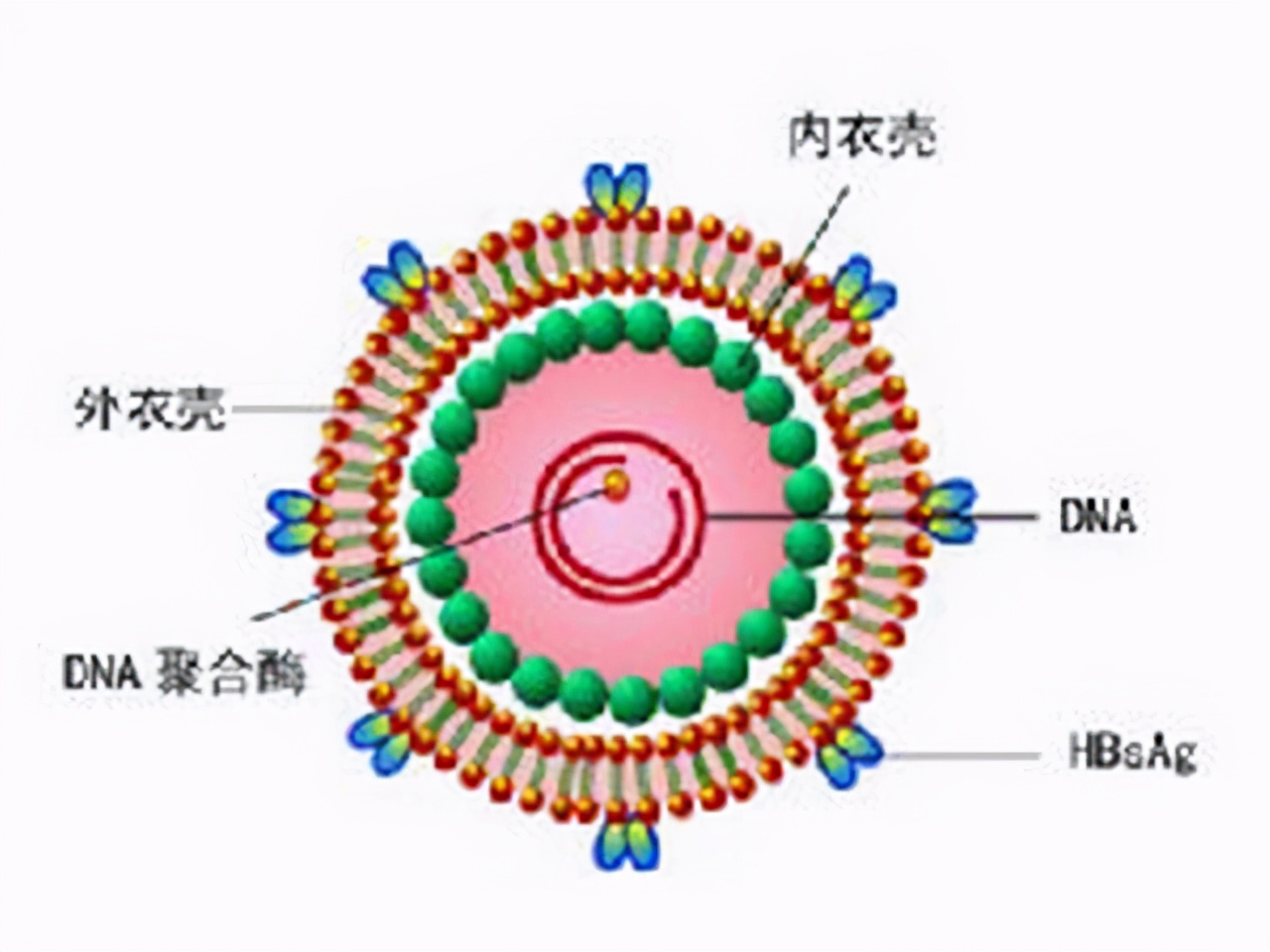 李兰娟乙肝病毒量,李兰娟谈乙肝专治
