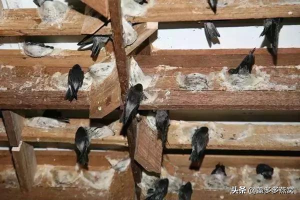 燕窝和可以吃的燕窝有什么区别,燕窝和燕窝有什么区别