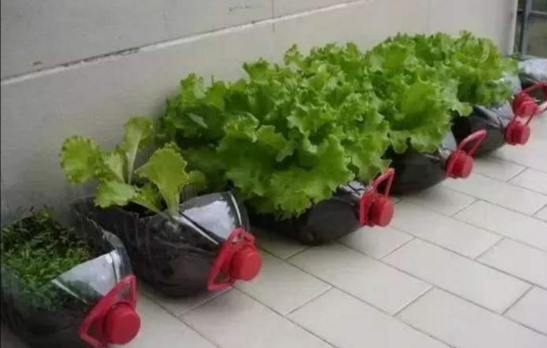 塑料瓶养花种菜,阳台用瓶子养花种菜