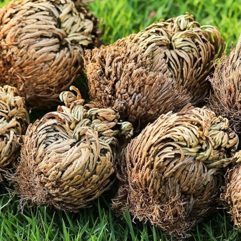 十大最好养的绿萝花,九种养不死的花