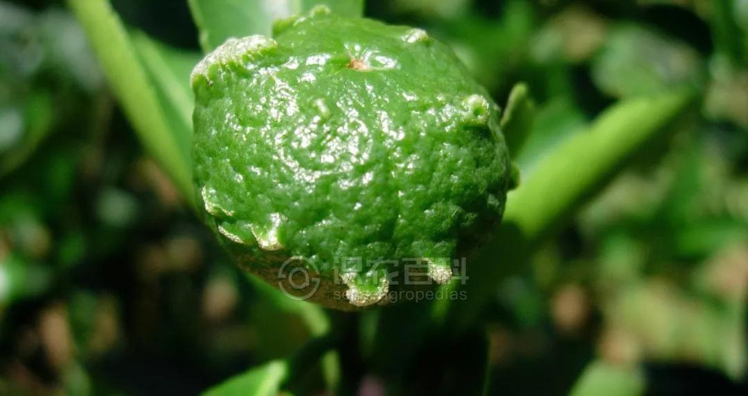 柑橘12月有什么病害虫害,柑橘全年病害虫害最新防治方法