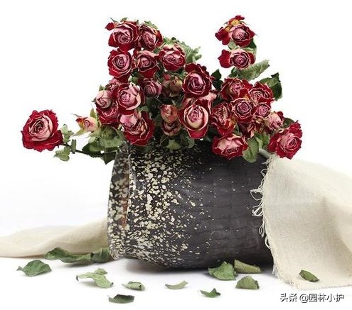 如何用鲜花制作干花而不凋零,鲜花晾干后怎么制作干花和保存