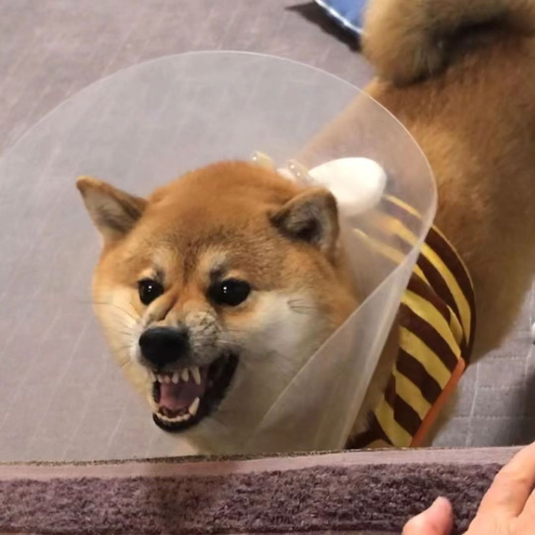 第一次养狗适合养什么狗柴犬,新手养狗推荐比熊还是柴犬