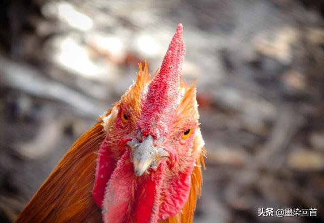 为什么有的蜈蚣毒不死大公鸡,为什么毒蜈蚣毒不死公鸡