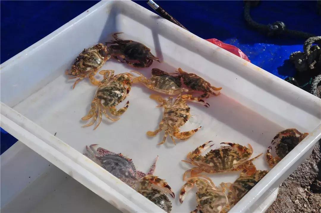 青岛开海了新鲜肥美的海鲜已上市,青岛开海红岛海鲜八大关