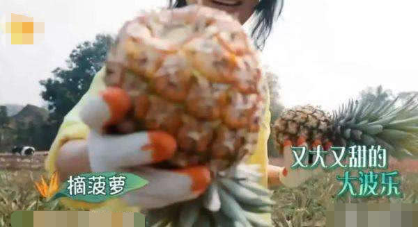 向往的生活第四季张子枫黄磊,向往的生活第四季黄磊油炸茄子