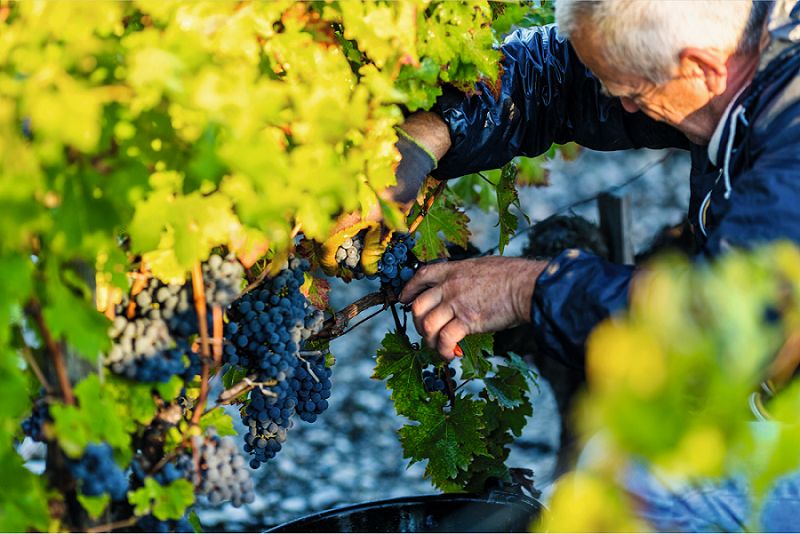 自己酿造葡萄酒的做法,探秘德国葡萄酒庄