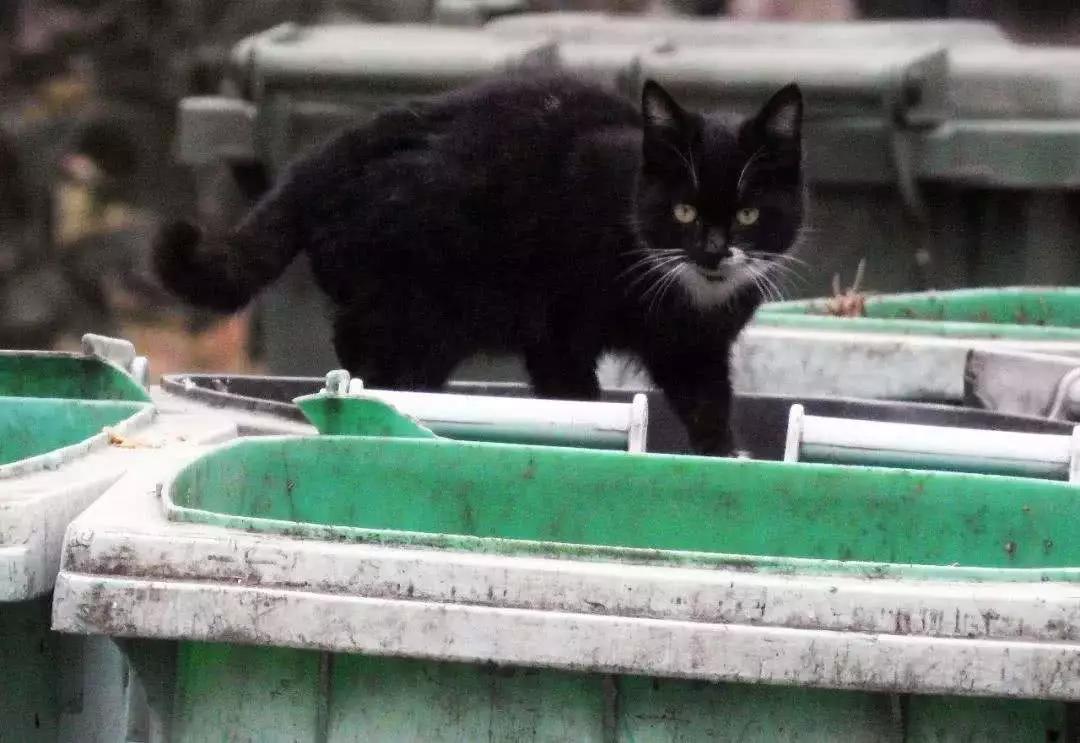 流浪猫在冬天怎么办,流浪猫猫冬天怎么保暖最好
