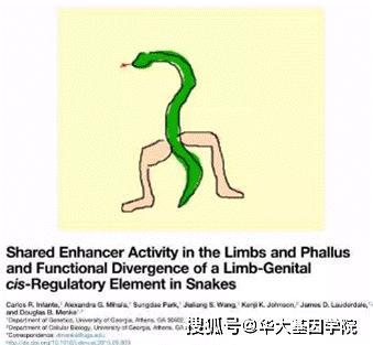 演化之美，发育之魅